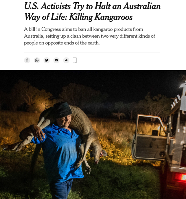 《纽约时报》22日报道：美国活动家试图阻止澳大利亚人谋生方式——猎杀袋鼠
