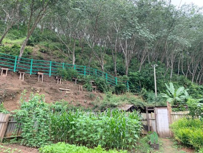 被钢管栏杆围起来的香烟箐村