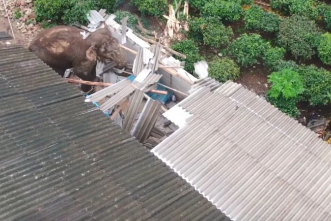 西双版纳野生亚洲象破坏田边村民的房屋（图/勐海县亚洲象监测预警中心）