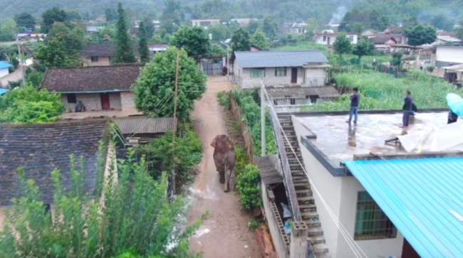 大象进村，村民在屋顶躲避（图/勐海县亚洲象监测预警中心）