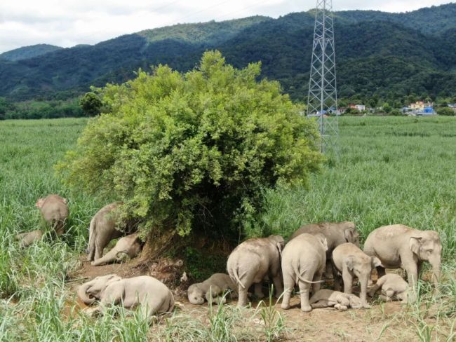 村寨附近的亚洲象群（图/勐海县亚洲象监测预警中心）