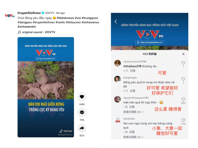 “旅行大象”在中国 百万TikTok网友在线“追象”