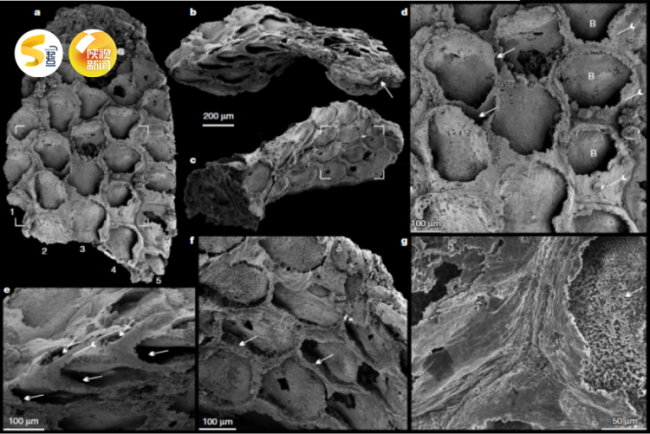 陕西发现地球最早的苔藓虫化石