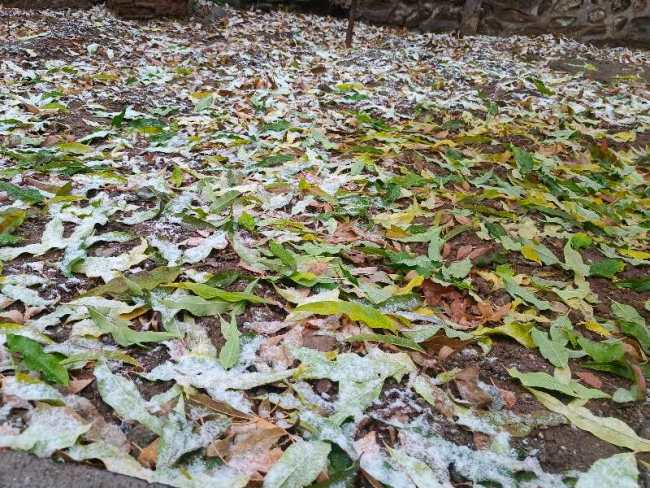北京第一场雪来了！怀柔雪花已飘洒而下