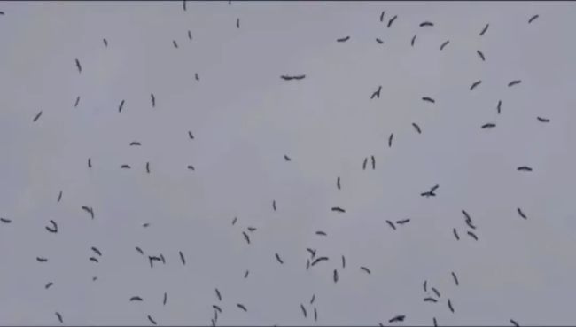 哈尔滨上空上百只“仙鹤”盘旋？专家：抱团取暖