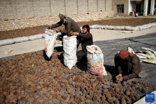 阿富汗：松子成熟的季节