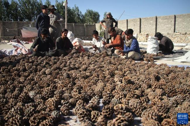 阿富汗：松子成熟的季节