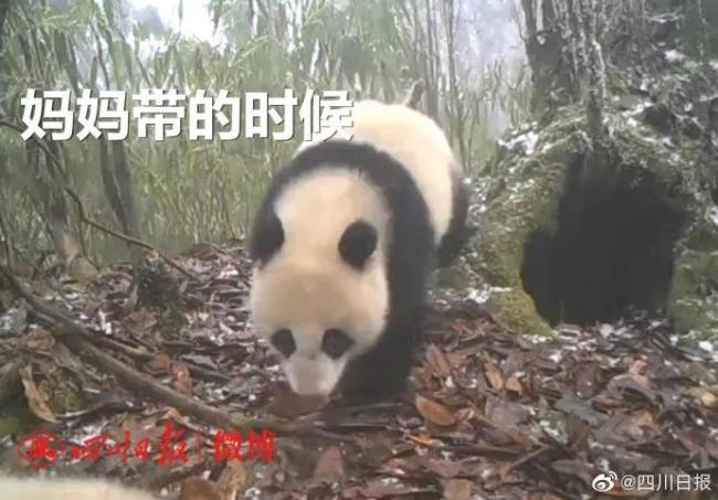 大熊猫离开妈妈后变“脏脏熊”，网友：很真实！