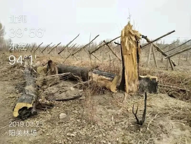 “敦煌万亩防护林被伐改种葡萄树”？涉事企业：媒体报道“夸大、虚假、不实”
