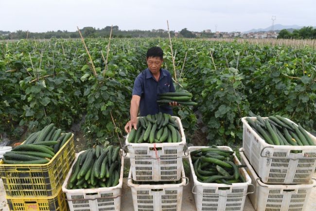 11部门联合发文：切实保障今冬明春蔬菜等市场供应、价格平稳
